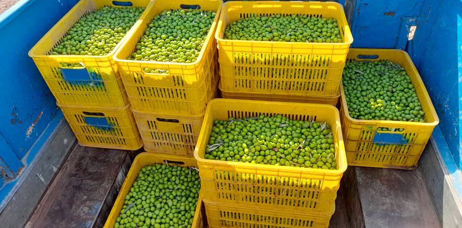 پیش بینی برداشت ۱۸ هزار تن زیتون از باغات استان قزوین